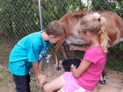 4 Reasons to Drink Goat’s Milk Image